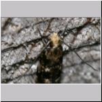 Nemapogon sp - Motte 01c 7 mm.jpg